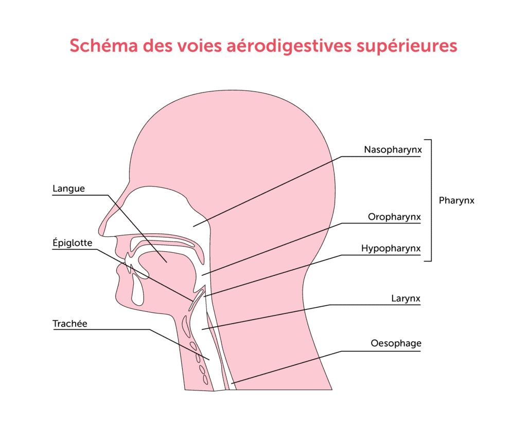 schéma vads - oropharynx