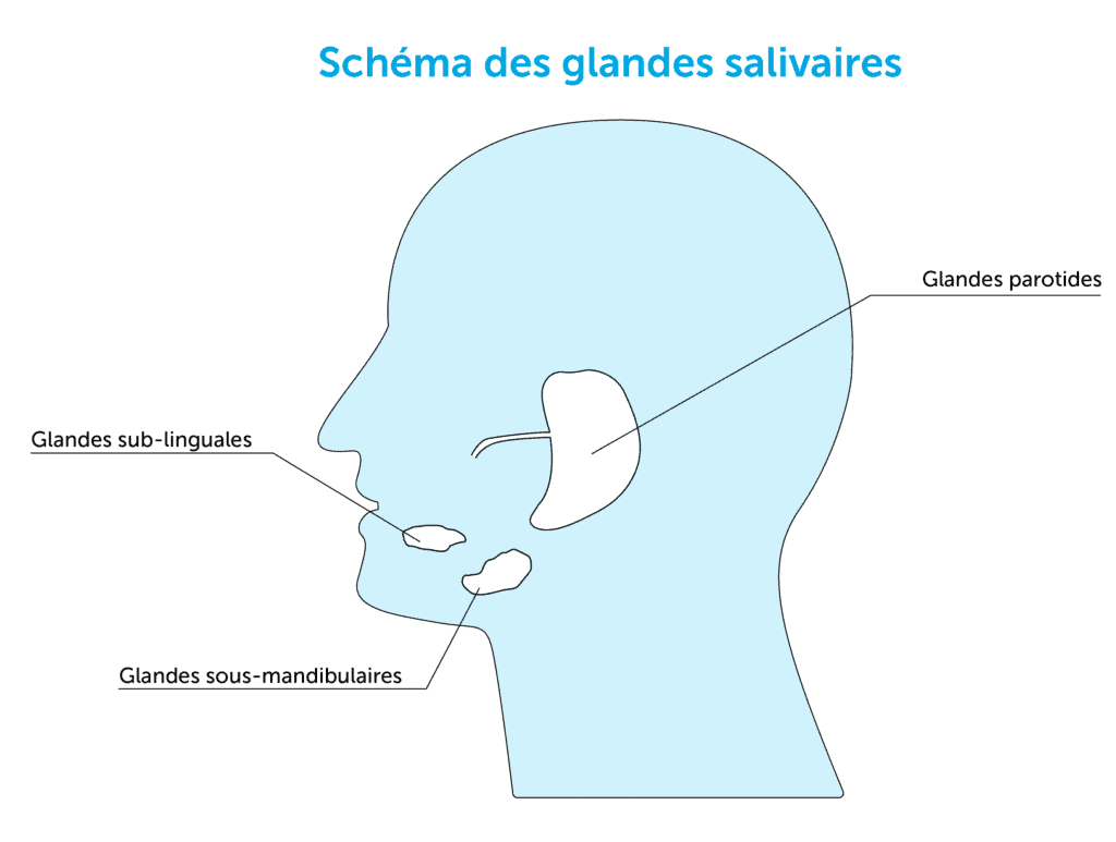 schema glandes salivaires