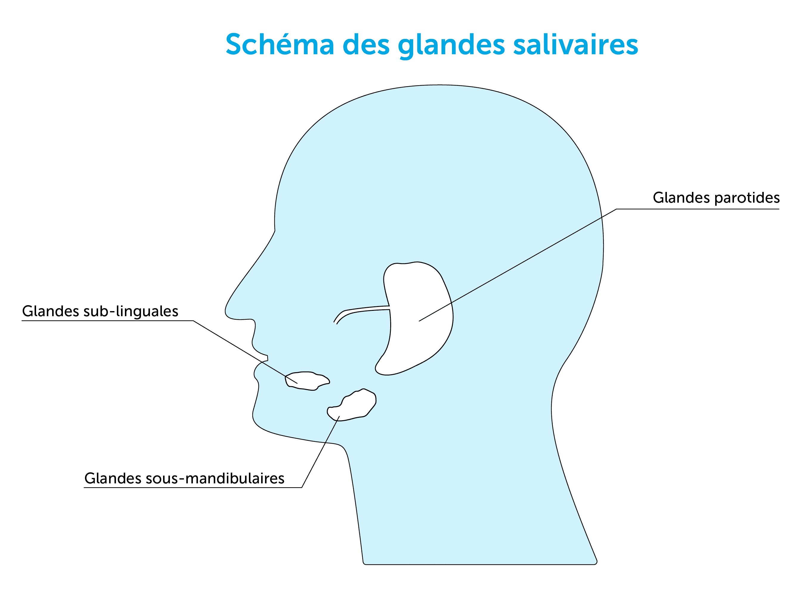 Cancer des glandes salivaires - Corasso