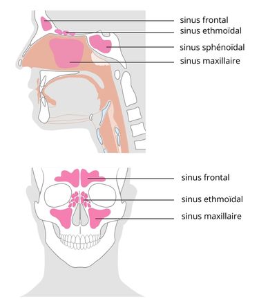 schema sinus