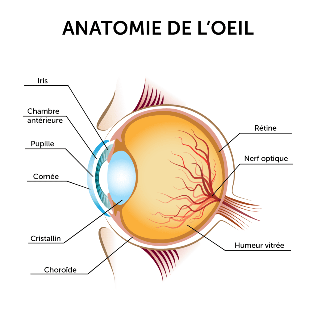 schéma anatomie oeil