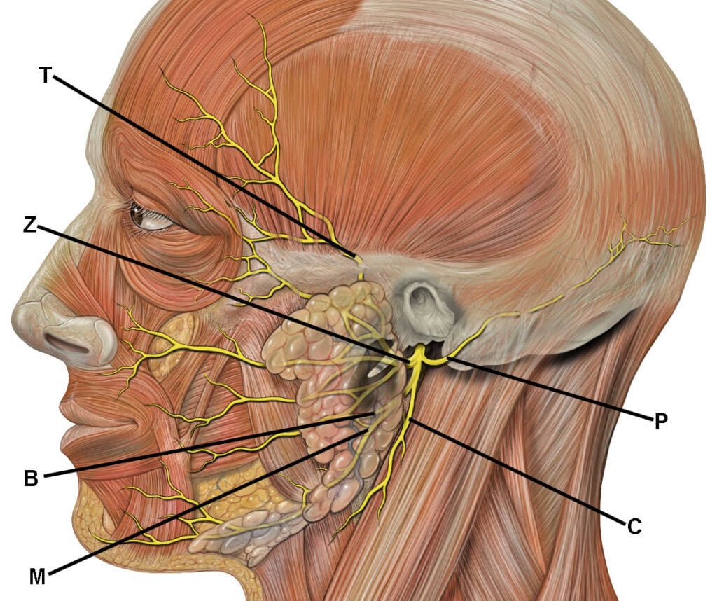 1 anatomie nerf facial