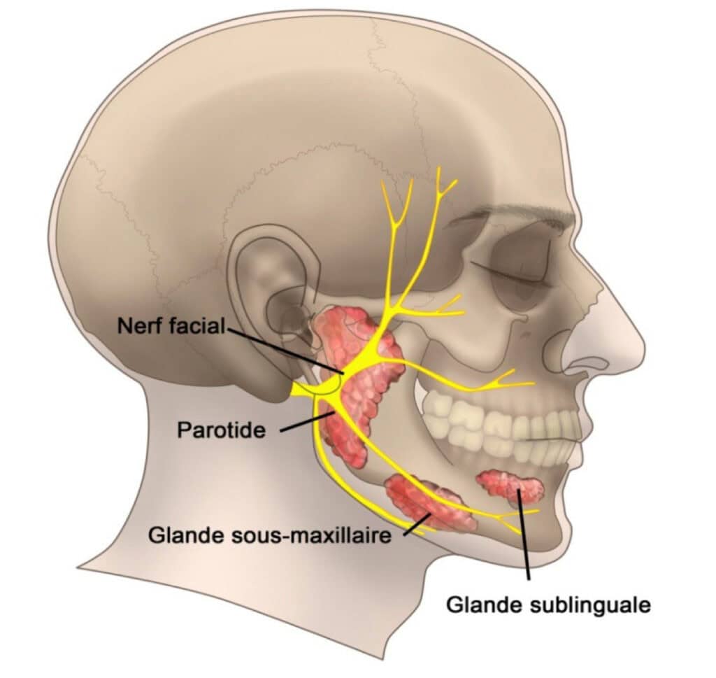 2 nerf facial parotide