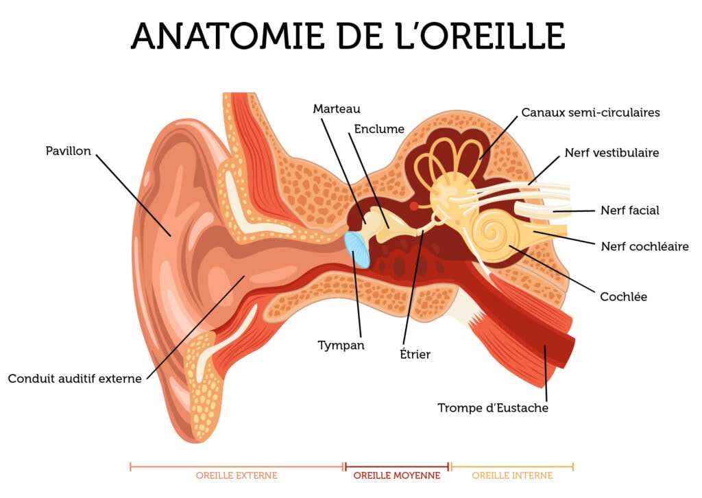 schema oreille