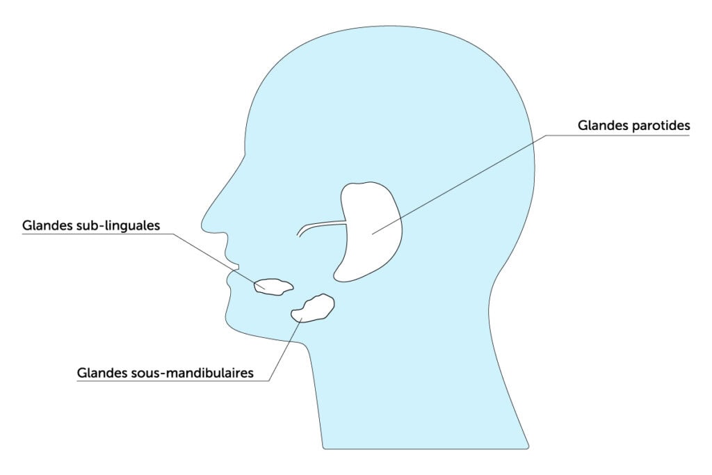 Cancer des glandes salivaires 2 Schéma-glandes-salivaires-cak