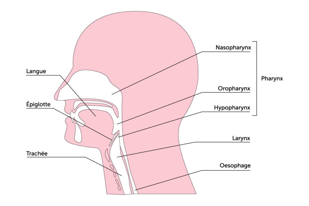 Schéma-voies-aerodigestives-superieures-vads-carcinome-epidermoide