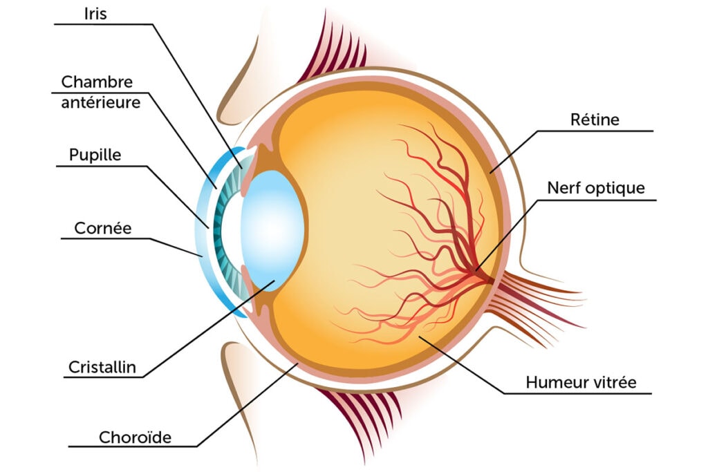 Troubles oculaires 2 Schéma de l'anatomie de l'oeil