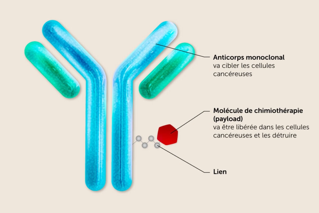 Schéma-anticorps-drogue-conjugué